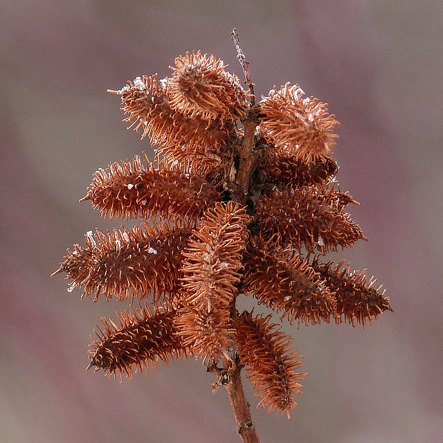 Wild Licorice seedpods / Glycyrrhiza lepidota