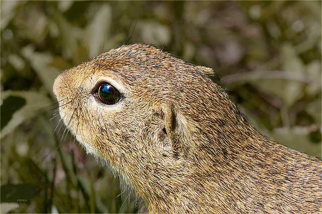 Portrait Ziesel