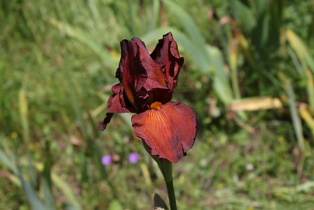 Dutch Chocolate