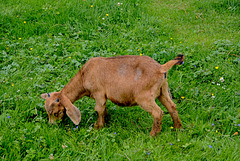 Der süße, kleine Bock