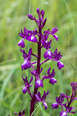 Orchis laxiflora - 2016-04-29_D4_DSC7172