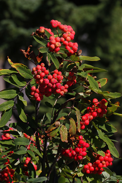 Sitka Mountain Ash