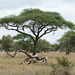 Tarangire, African Acacia