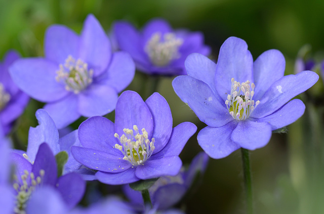 Leberblümchen