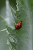 DSCF5288