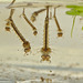 Mosquito larva EF7A4896