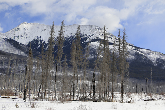 Saskatchewan Crossing