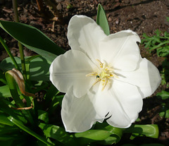 Tulipe