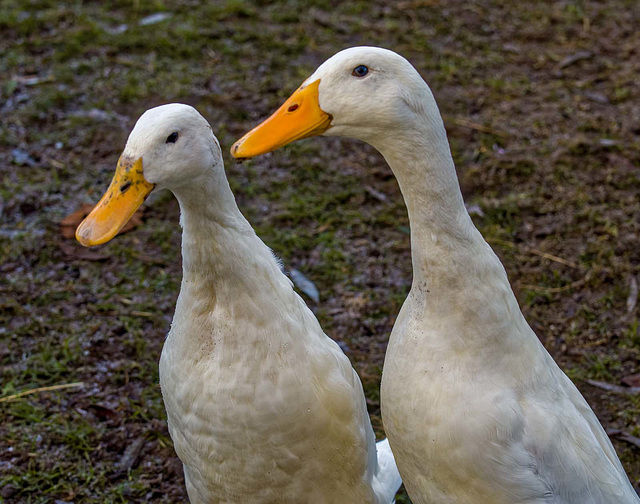 Aylesbury ducks (1)