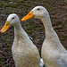 Aylesbury ducks (1)