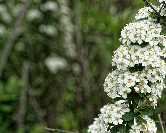 Spirea, blooming