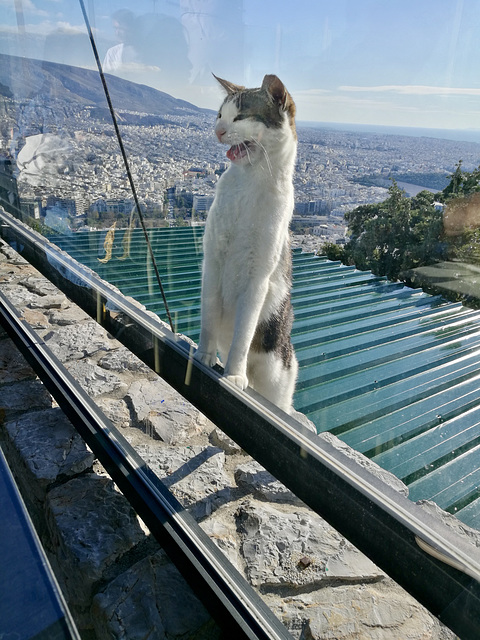 Athens 2020 – Cat demanding food