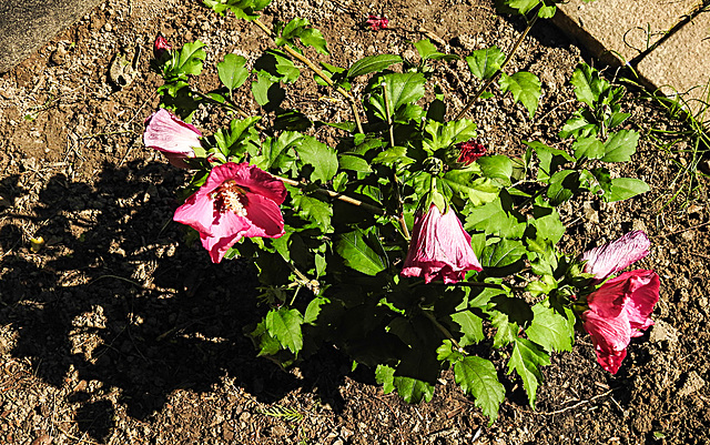 20200902 9759CPw [D~LIP] Roseneibisch (Hibiscus), Bad Salzuflen