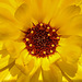 20200609 8173CPw [D~LIP] Blume, Bad Salzuflen