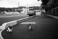 Street  cats