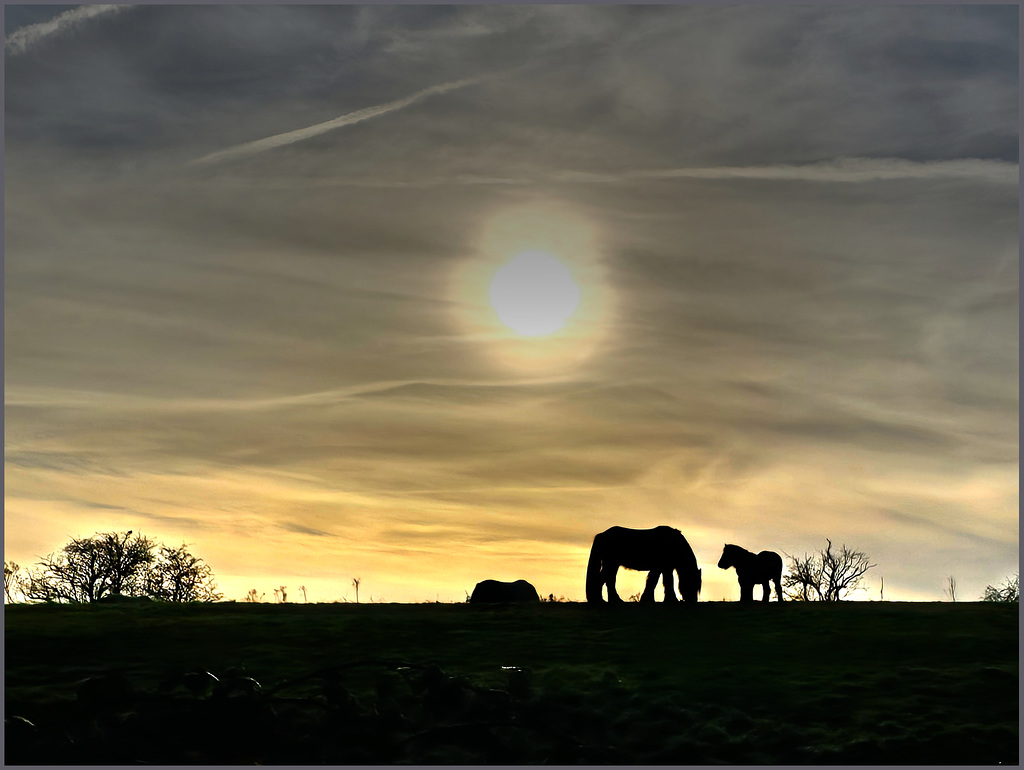 Hosses., large and small hosses., plus hazy sunshine.