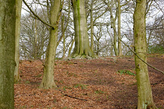 Park Hall Wood