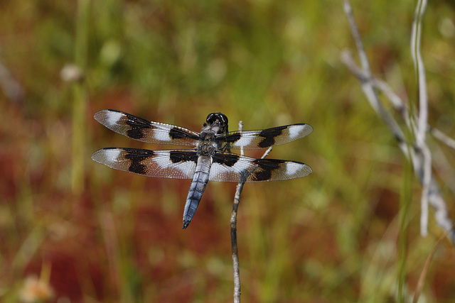 Eight-spotted Skimmer