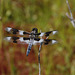 Eight-spotted Skimmer