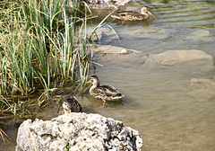 Enten im Schlappholtsee