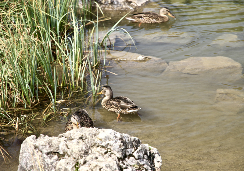 Enten im Schlappholtsee