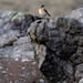 Wheatear (cropped in closer)