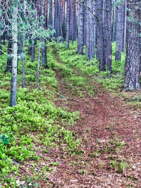 Holzrückegasse