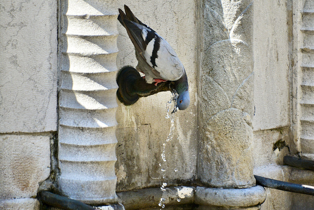 Rimini 2019 – Pigeon drinking water