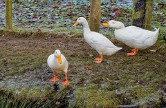 Aylesbury ducks2