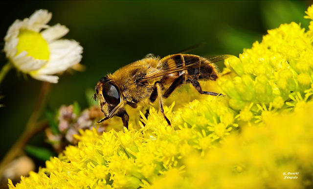 .........der gelbe Teppich ist ausgerollt für das Bienchen....