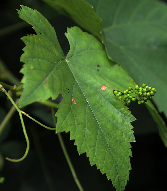 Sous une feuille de vigne , il y a toujours quelque chose à admirer  .