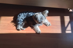 ... dimanche au soleil .....