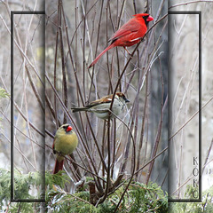 Mr & Mrs Cardinal, entertaining a neighbour.