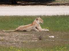 lioness