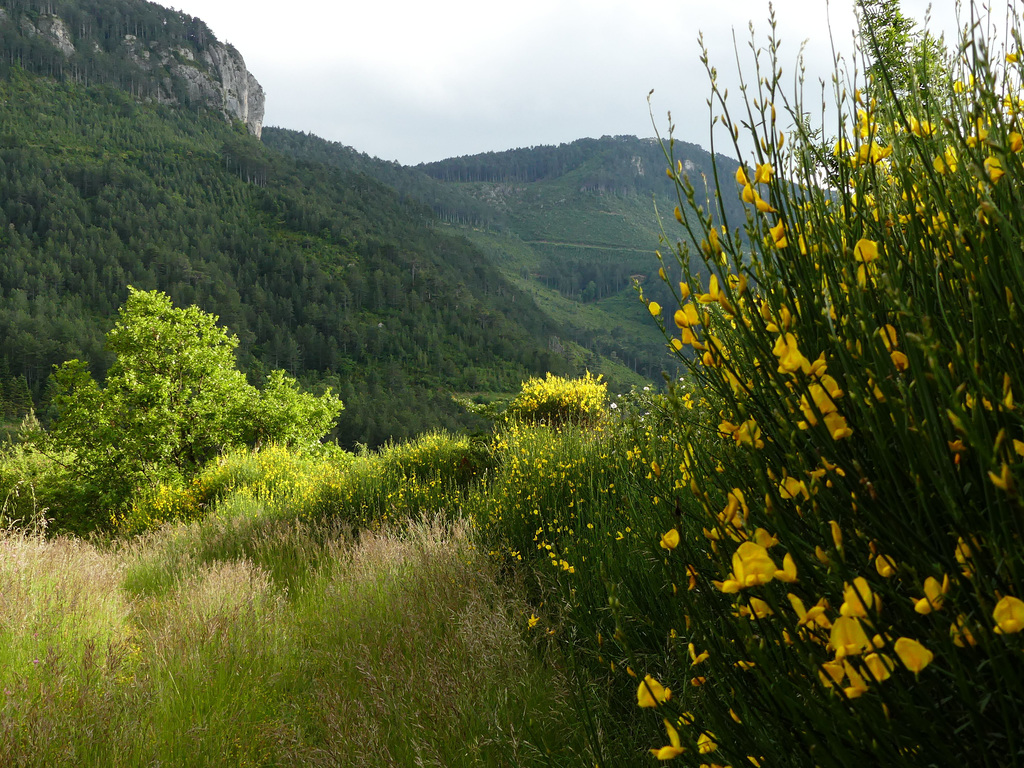 20160604 Fee Forêt Parlatges (25) al