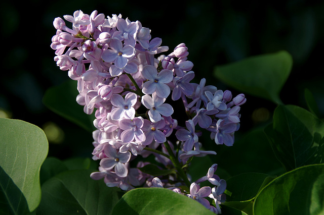 Lilas en fleurs !