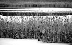 Typha & Phragmites