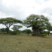 Tarangire, African Acacia and Baobab in the Savannah