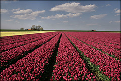 Tulen in Noord Groningen