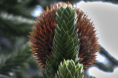 Up The Monkey Puzzle Tree!!
