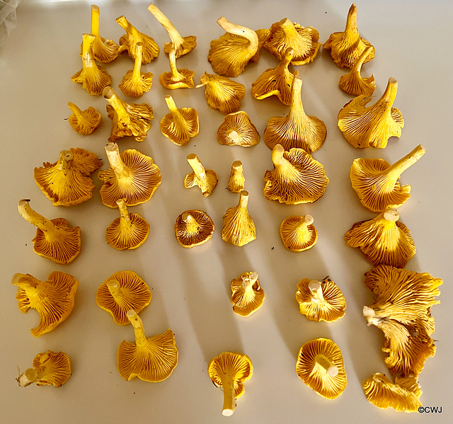 Marshalling the Chanterelles!