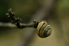 Slugs, Snails and Puppy Dogs' Tails... Slugs, Snails and Puppy Dogs' Tails...