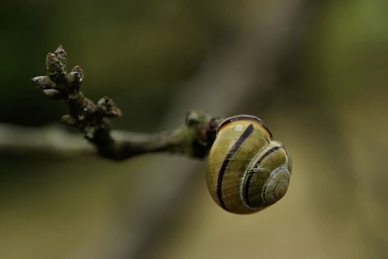 Slugs, Snails and Puppy Dogs' Tails...