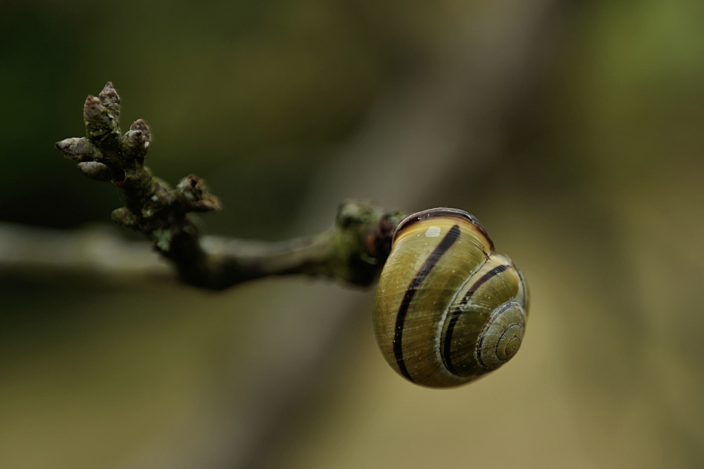 Slugs, Snails and Puppy Dogs' Tails...