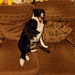 wpd[25] / BtC[25] - watching TV {4 of 5}