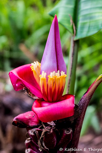 Eureka Springs Flower #8 - Another Unknown to Me