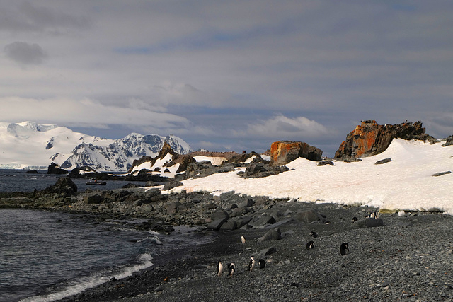 ANTARCTICA, SUMMER AT THE BEACH