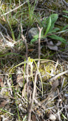 white spider orchid