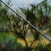 Poly Tunnel.Byker City Farm