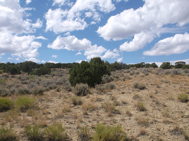 Paysage de dinosaure / Dinosaur landscape